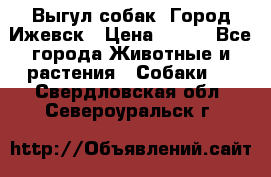 Выгул собак. Город Ижевск › Цена ­ 150 - Все города Животные и растения » Собаки   . Свердловская обл.,Североуральск г.